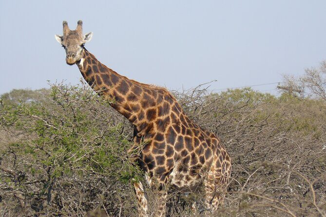 Mini Safari and Zulu Cultural experience - Day Tour - Should you book this Mini Safari and Zulu Cultural day tour?