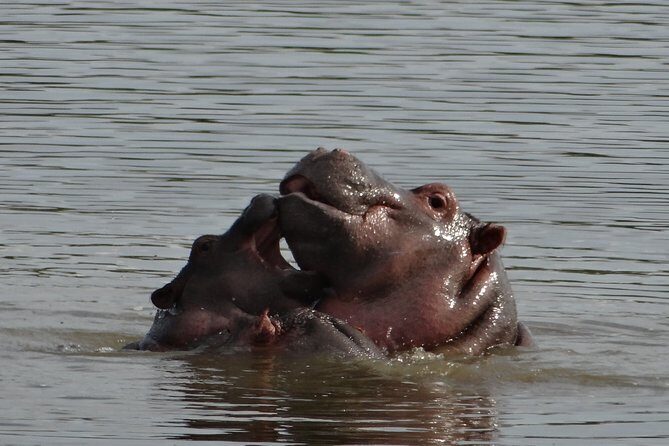 Mini Safari and Zulu Cultural experience - Day Tour - Tala Private Game Reserve: your 3-hour wildlife game drive slot