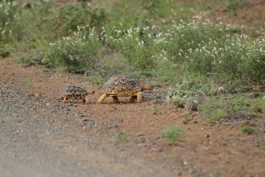 Moholoholo Rehabilitation Centre - Why Moholoholo Feels Different Than a Zoo