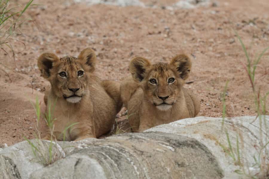 Moholoholo Rehabilitation Centre - Inside the Wildlife Rehabilitation Centre: What You’ll See