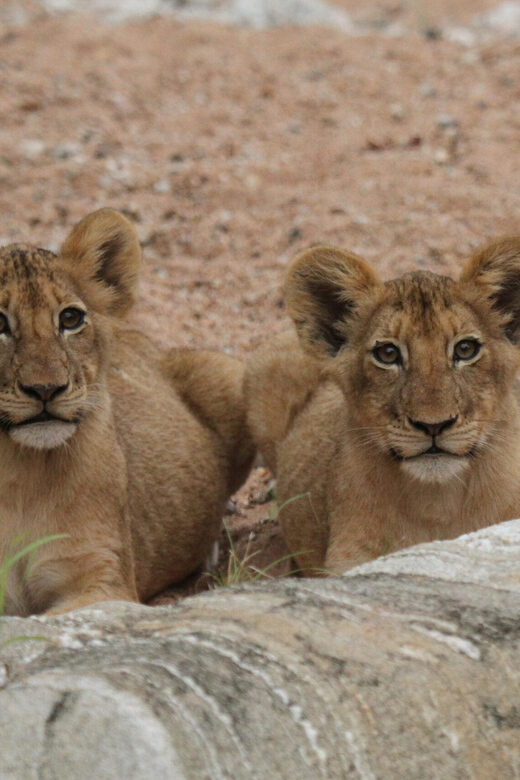 Moholoholo Rehabilitation Centre - The Animal Stories That Make Conservation Click