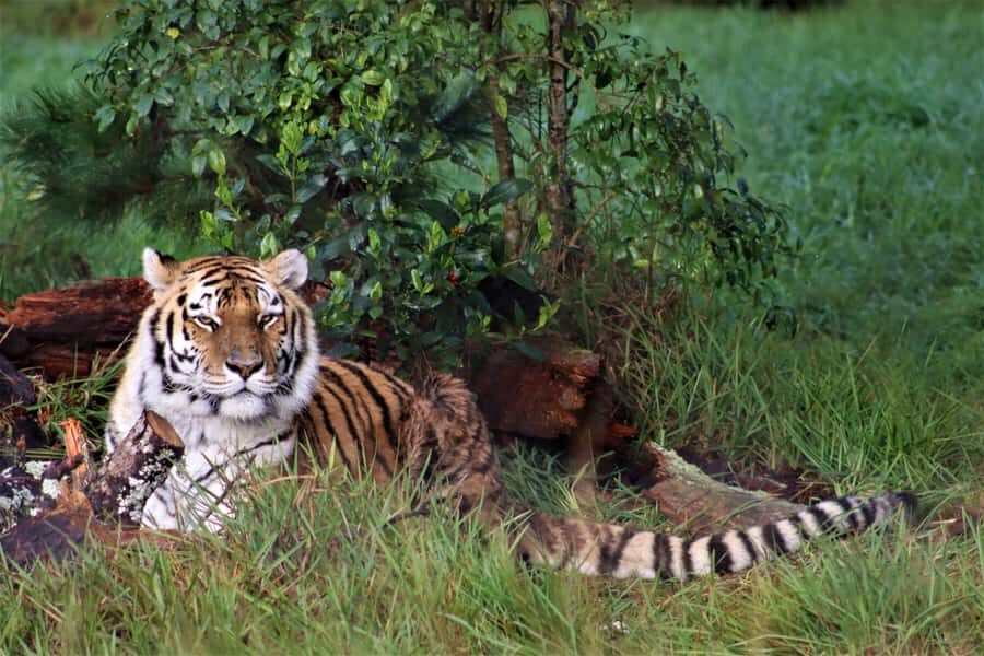 Monkeyland, Birds of Eden, Jukani - Animal Sanctuaries - Should you book Monkeyland, Birds of Eden, and Jukani?