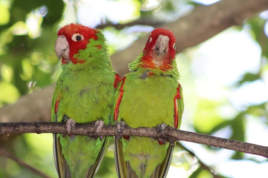 Monkeyland, Birds of Eden, Jukani - Animal Sanctuaries - How to plan your Monkeyland, Birds of Eden, Jukani day (or 3-day loop)