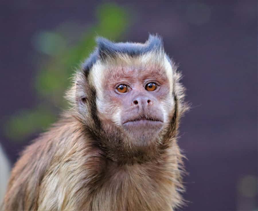 Monkeyland, Birds of Eden, Jukani - Animal Sanctuaries - Price and logistics: is $23 per person actually good value?