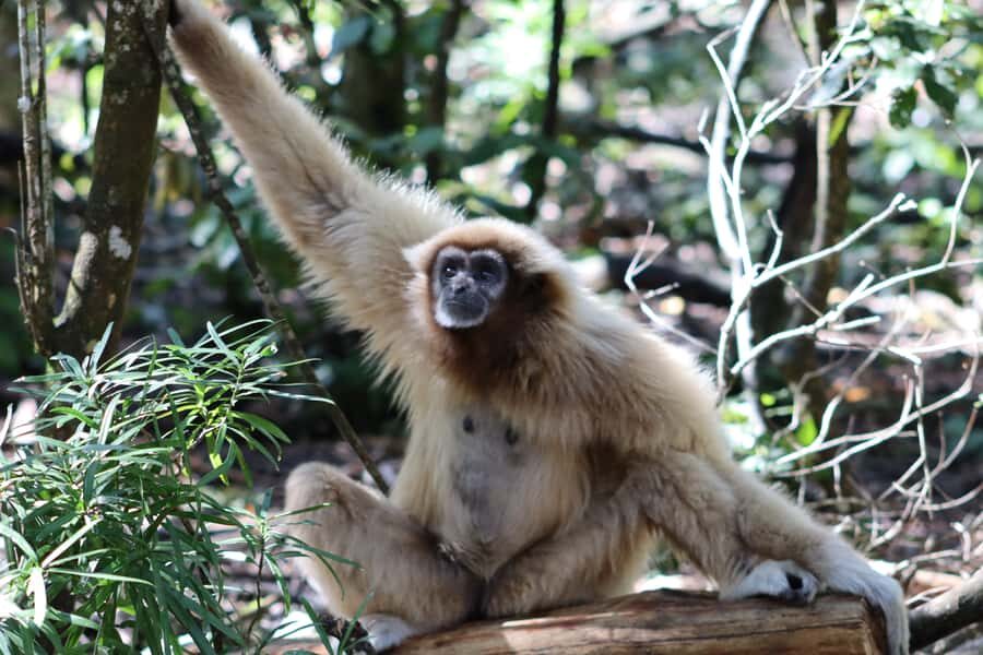Monkeyland, Birds of Eden, Jukani - Animal Sanctuaries - Photos and animal etiquette: how to get great shots without messing things up
