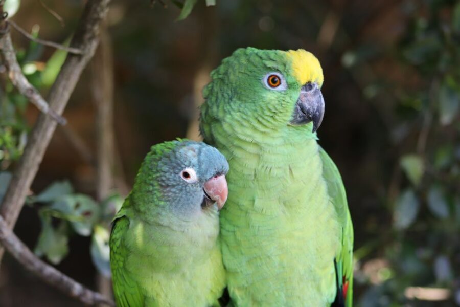 Monkeyland, Birds of Eden, Jukani - Animal Sanctuaries - Languages and guidance: what you’ll understand (and what you might miss)
