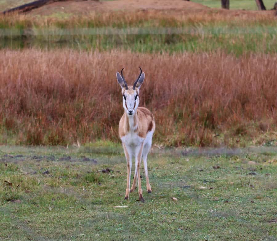 Monkeyland, Birds of Eden, Jukani - Animal Sanctuaries - Who this sanctuary combo suits best