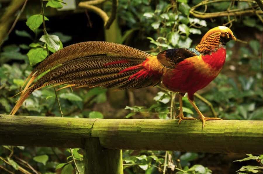 Monkeyland, Birds of Eden, Jukani - Animal Sanctuaries - Monkeyland: the 128 m canopy suspension bridge and 550+ primates