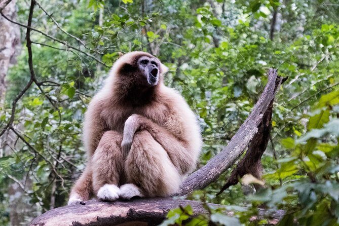 Monkeyland Guided Tour in Plettenberg Bay - Where You Start at Monkeyland (Kirbywood Farm, The Crags) and How the Visit Feels
