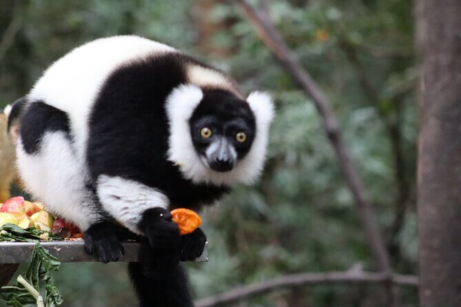 Monkeyland Guided Tour in Plettenberg Bay - Monkeyland’s Goal: Healthier, More Natural Life for Primates