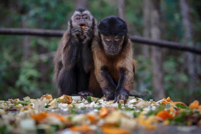 Monkeyland Guided Tour in Plettenberg Bay - Language Options: English, Plus Afrikaans, German, or French (Plan Ahead)