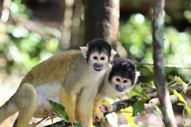 Monkeyland Guided Tour in Plettenberg Bay - Price and Value: About $24.73 for a Short, Guided Sanctuary Visit