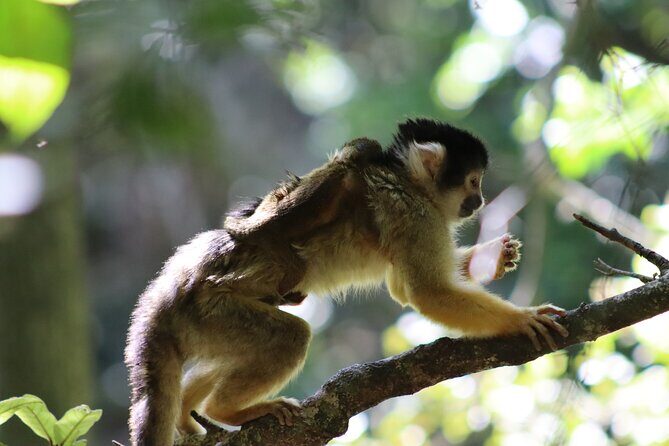 Monkeyland Guided Tour in Plettenberg Bay - Practical Tips for Enjoying the Tour More (Without Overthinking It)