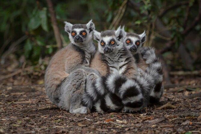 Monkeyland Guided Tour in Plettenberg Bay - The Guided Portion: 45–60 Minutes with a Real Primate Focus