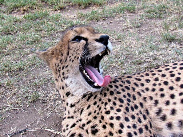 Morning Kruger National Park Safari - Key things to know before you go