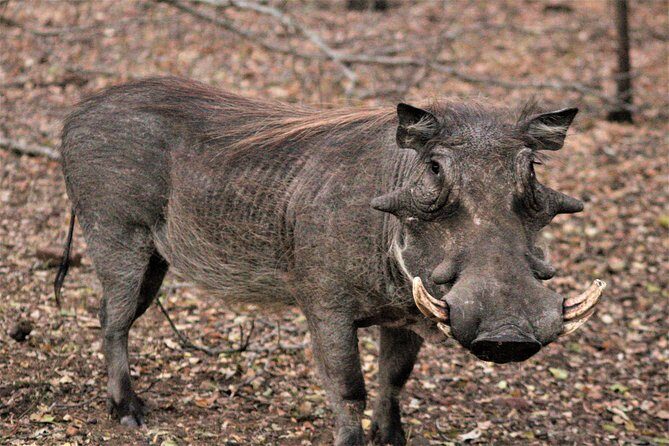 Morning Kruger National Park Safari - Pickup, Water, and the Stuff You Must Handle Yourself