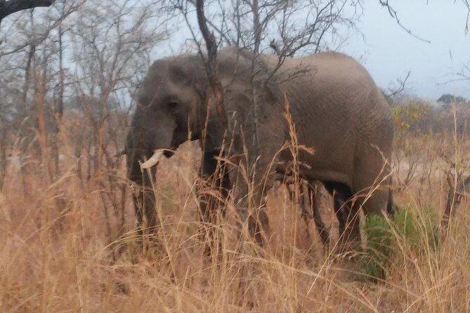 Morning Kruger National Park Safari - Price and Value: Is $91.69 Worth It for a Half-Day Safari?