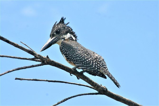 Morning Kruger National Park Safari - Who This Morning Kruger Trip Fits Best