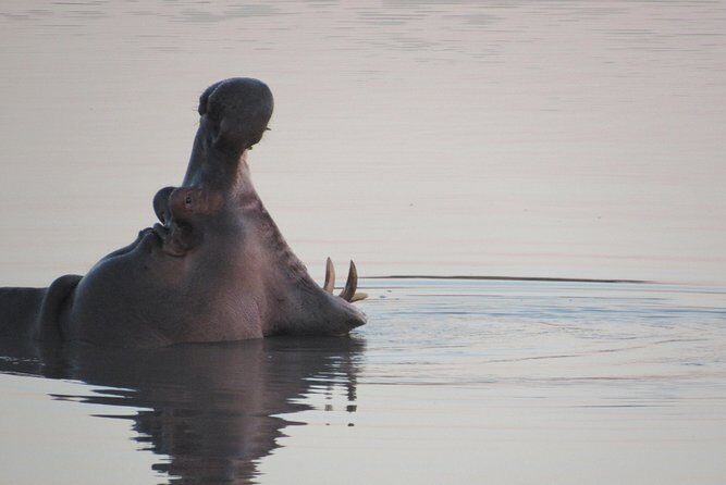 Morning Kruger National Park Safari - Should You Book This Morning Kruger Safari?