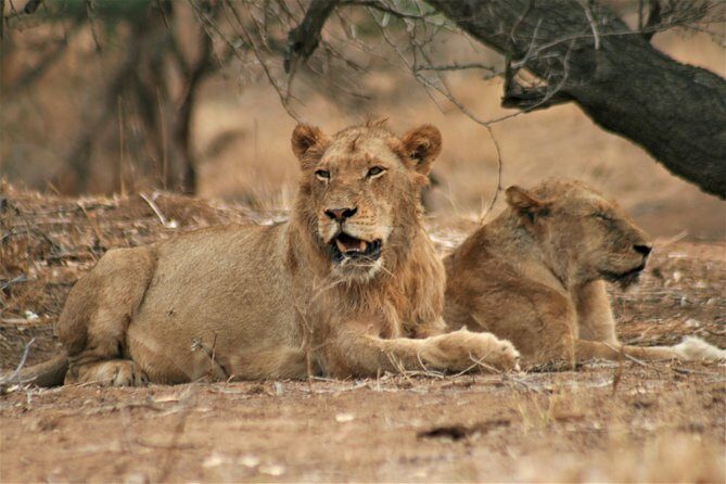 Morning Kruger National Park Safari - Inside Your 7-Hour Game Drive: How the Morning Usually Plays Out