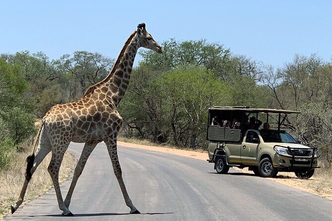 Morning or Afternoon Safari Tour - Key highlights you’ll feel right away