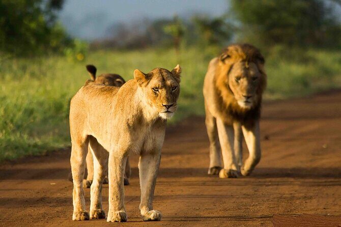 Morning or Afternoon Safari Tour - The 6-hour rhythm: Pickup and a focused 5-hour game drive