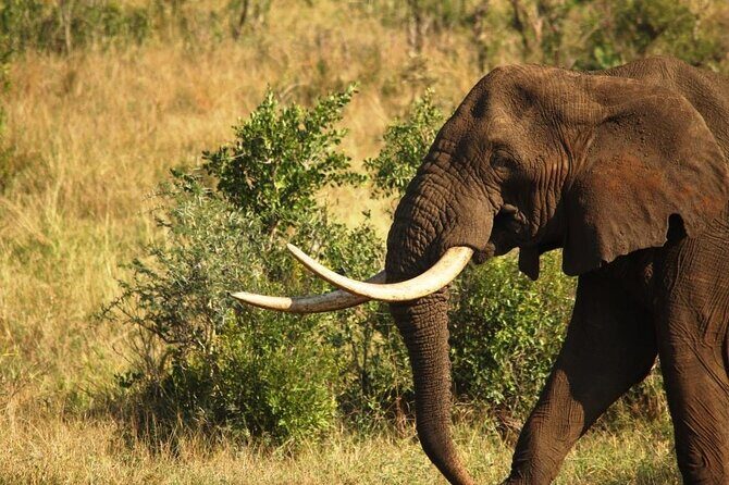 Morning or Afternoon Safari Tour - What’s included vs what costs extra inside Kruger