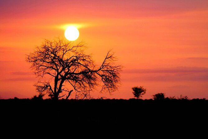 Morning or Afternoon Safari Tour - Guide effort and vehicle licensing: safety and spotting focus