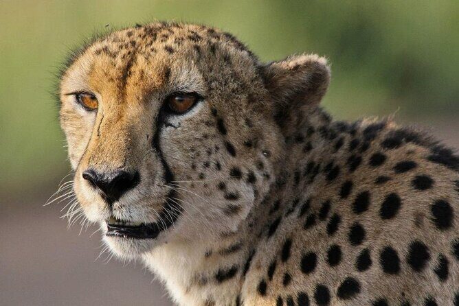 Morning or Afternoon Safari Tour - Comfort details that matter: bottled water, chargers, blankets, ponchos
