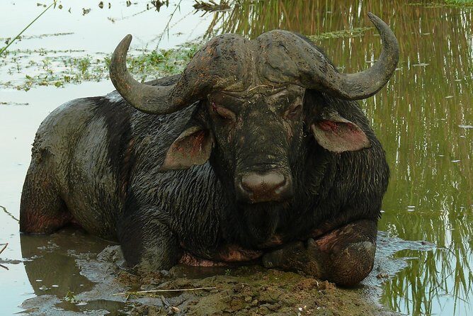 Morning Safari in Kruger National Park from Hazyview (AM KNP) - Key points at a glance