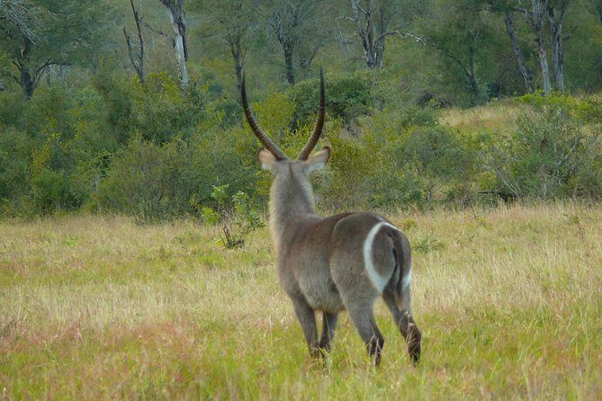 Morning Safari in Kruger National Park from Hazyview (AM KNP) - Why a 5:00 am Kruger safari is worth it