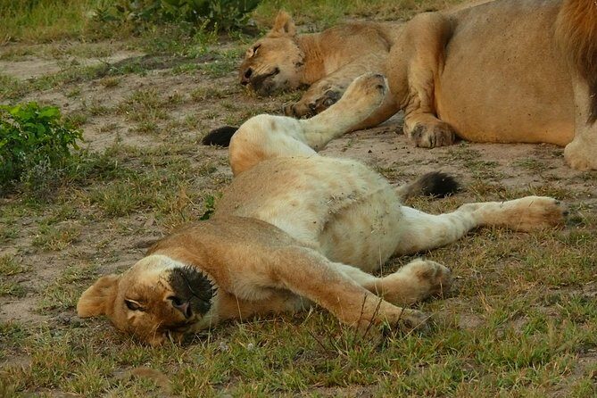 Morning Safari in Kruger National Park from Hazyview (AM KNP) - The 6-hour morning game drive: what to expect on the road