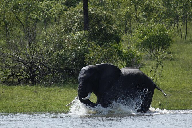 Morning Safari in Kruger National Park from Hazyview (AM KNP) - Big Five odds in the morning, and why leopards show up differently