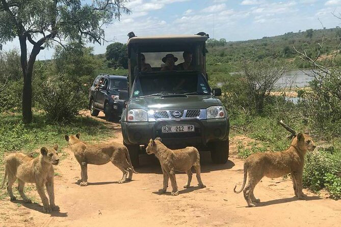 Morning Safari in Kruger National Park from Hazyview (AM KNP) - Crocodiles, hippos, and the guide’s behavior lesson
