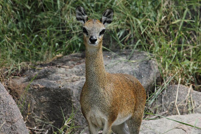 Morning Safari in Kruger National Park from Hazyview (AM KNP) - Wildlife spotting in a group of 10: comfort, focus, and attention