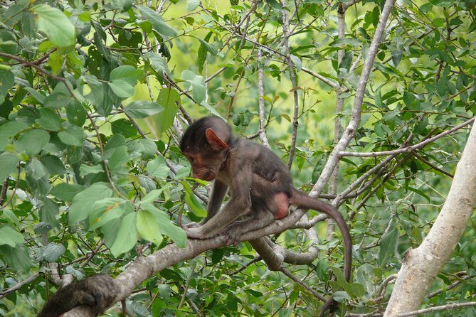 Morning Safari in Kruger National Park from Hazyview (AM KNP) - What’s included, what isn’t, and how to plan your day