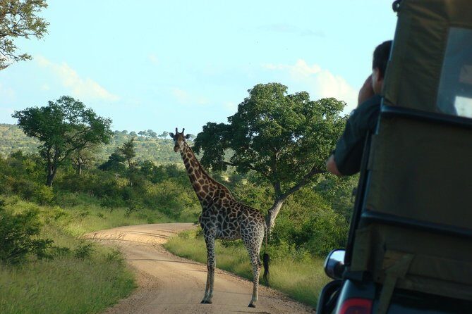 Morning Safari in Kruger National Park from Hazyview (AM KNP) - Getting from Hazyview to the park: what “convenient” really means
