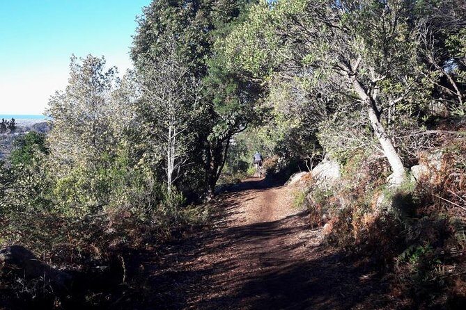 Mountain Biking Table Mountain to Constantia Morning Ride - Upper Kirstenbosch trails: bridges, wood chips, and steep moments