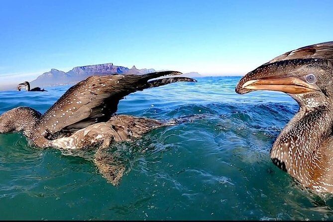 Ocean Safari - Why a RIB Safari Works Best Around Table Bay