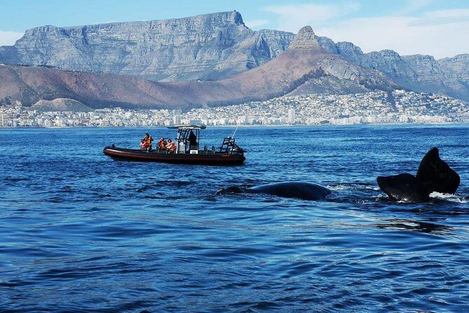 Ocean Safari - Wildlife You Can Spot Near Cape Town (and How to Think About It)