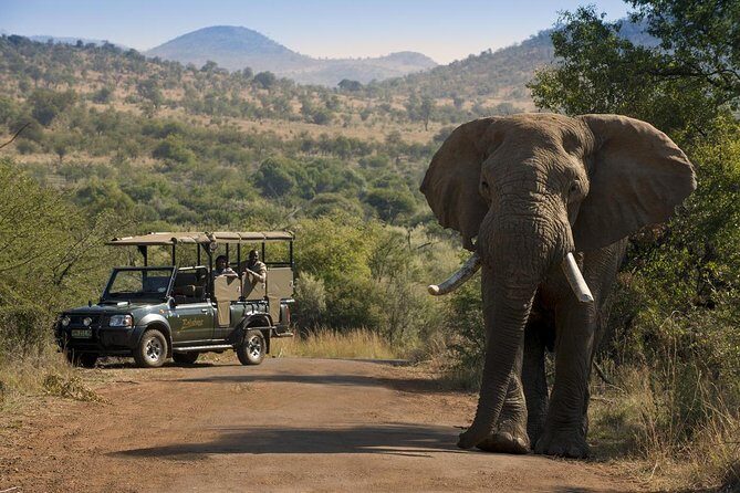One day Safari including a 5 Hour Open Safari Vehicle Drive - Key Highlights You’ll Actually Feel During the Day