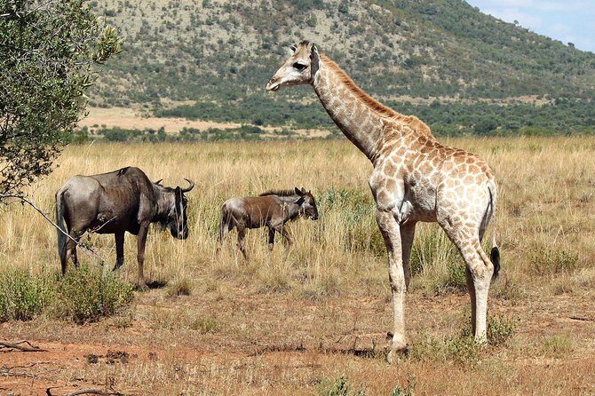 One day Safari including a 5 Hour Open Safari Vehicle Drive - Price and Value: What $221.43 Buys You