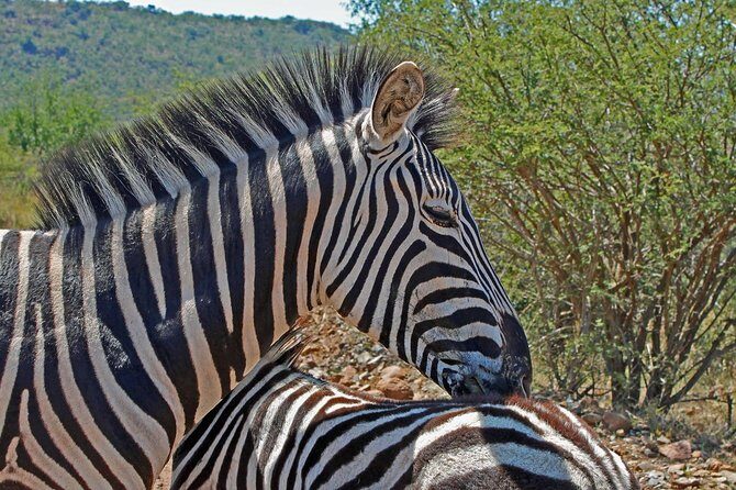 One day Safari including a 5 Hour Open Safari Vehicle Drive - Who Should Book This Safari Day Tour (and Who Should Reconsider)