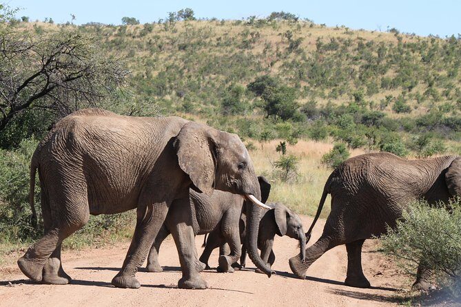 One day Safari including a 5 Hour Open Safari Vehicle Drive - Lunch Inside the Park: Eating While the Waterhole Works