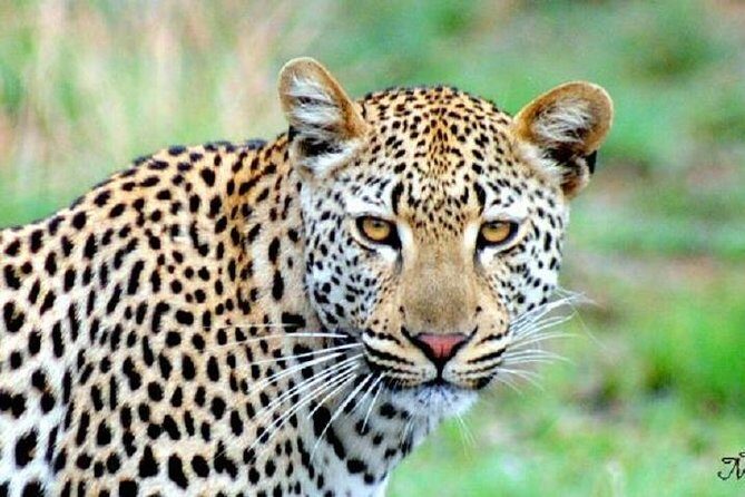 One Night Leopard Tour of Kruger National Park from Nelspruit - Key Things You’ll Remember About This Kruger + Drakensberg Tour