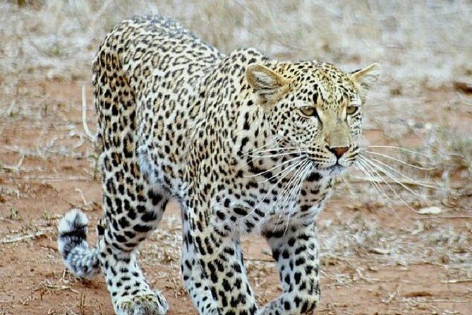One Night Leopard Tour of Kruger National Park from Nelspruit - Camp Night in Kruger: Real Overnight Time + Braai Evening