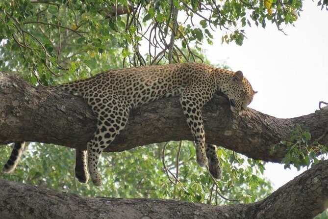 Open Vehical Safari in Kruger National Park Half Day - How the safari day unfolds in a practical way