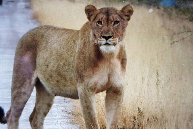 Open Vehical Safari in Kruger National Park Half Day - Big Five, small 5, and the real meaning of “searching”