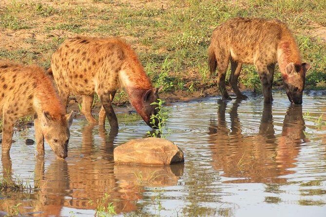 Open Vehical Safari in Kruger National Park Half Day - Price and value: $76.68 with the key caveat