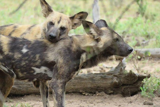 Open Vehical Safari in Kruger National Park Half Day - Who should book this Kruger half-day?
